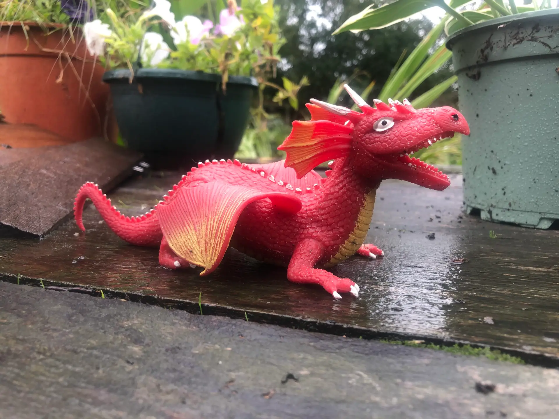Dragon found on the beach!!
